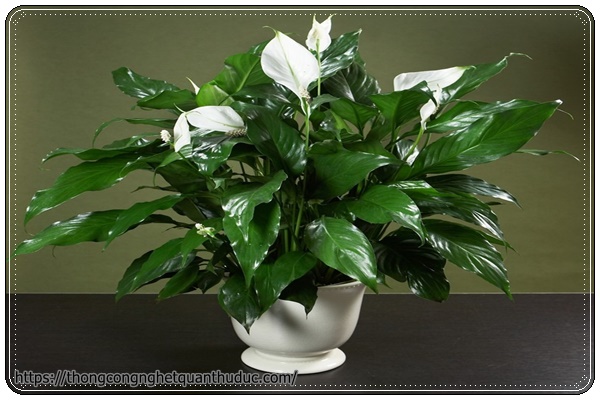 Cây lan ý- cây trồng trong nhà không cần ánh sáng