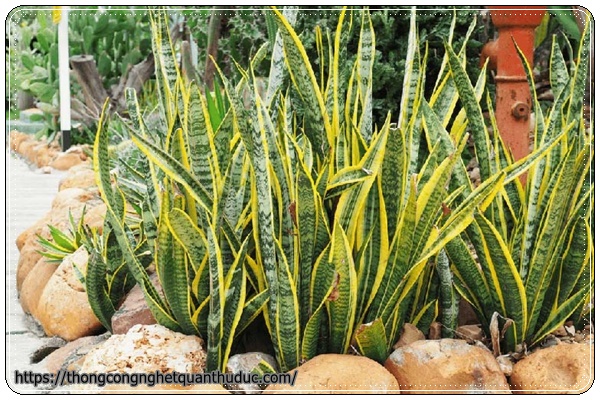 Cây lưỡi hổ-cây trồng trong nhà không cần ánh sáng