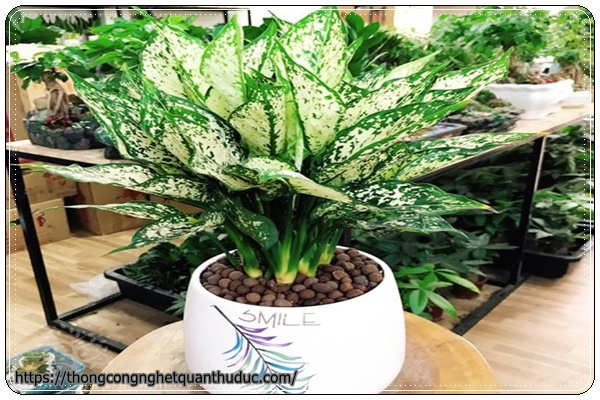 Cây ngọc ngân-cây trồng trong nhà không có ánh sáng