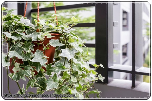 Cây thường xuân- cây trồng trong nhà không cần ánh sáng