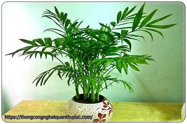 Cây  cau tiểu trâm-cây trồng trong nhà không cần ánh sáng