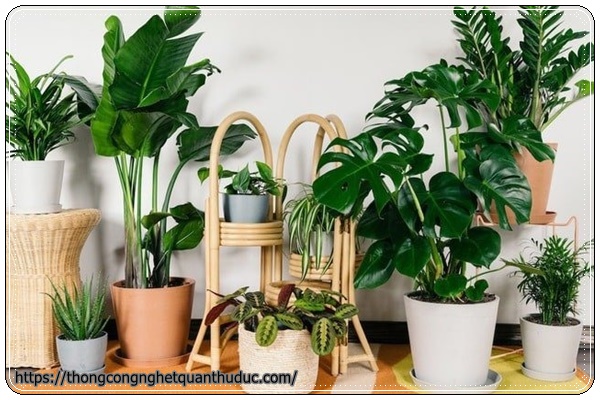 Cây trồng trong nhà không cần ánh sáng giúp thanh lọc không khí