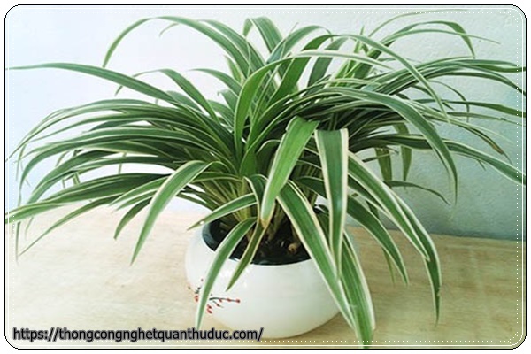 Cỏ lan chi - cây trồng trong nhà không cần ánh sáng