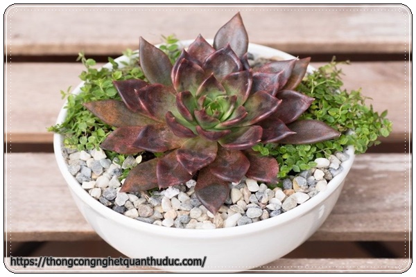 Sen đá- cây trồng trong nhà không cần ánh sáng