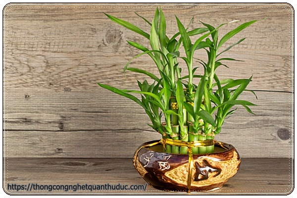 Tre may mắn- cây trồng trong nhà không cần ánh sáng