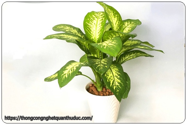Vạn niên thanh-cây trồng trong nhà không cần ánh sáng